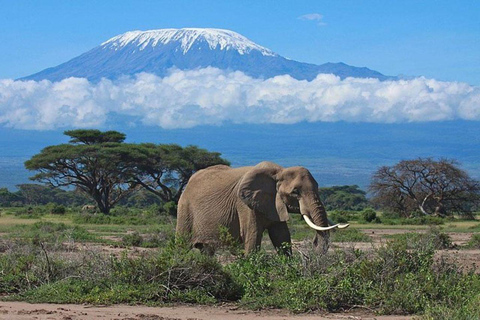 Nairobi Excursión de un día al Parque Nacional Amboseli con almuerzo