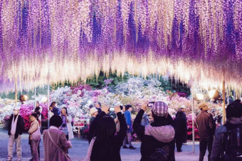 From Tokyo: Ashikaga Flower Park Day Trip with English Guide Ashikaga Flower Park Day Trip