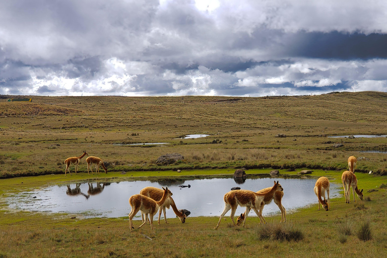 From Arequipa: 1-Day Colca Canyon Tour ending in Puno