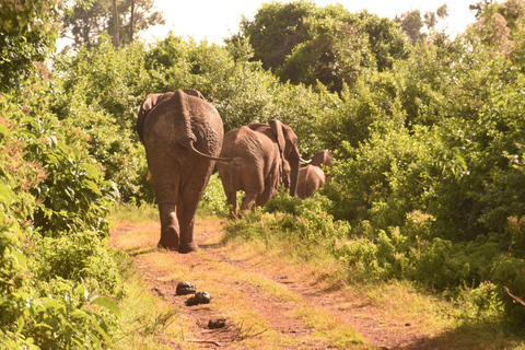 Avventuroso safari di 2 giorni nel Parco Nazionale di Aberdare