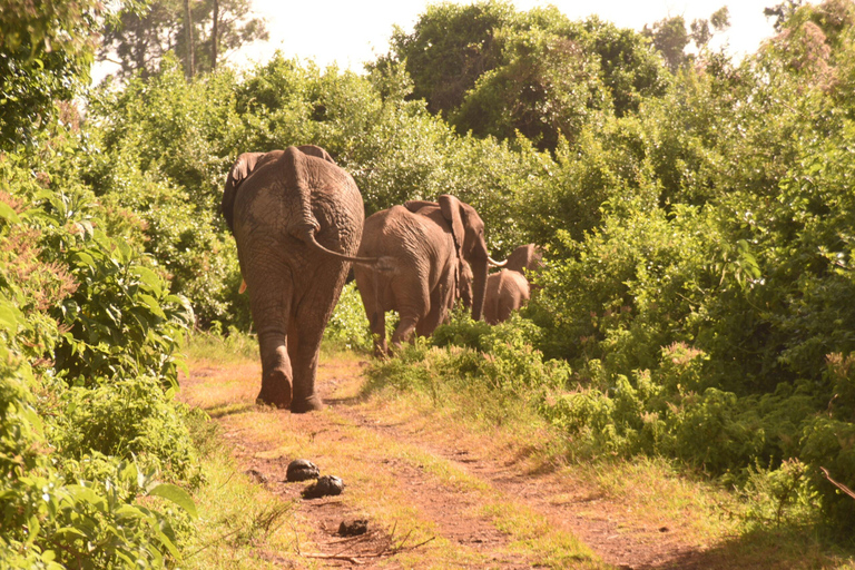 Avventuroso safari di 2 giorni nel Parco Nazionale di Aberdare