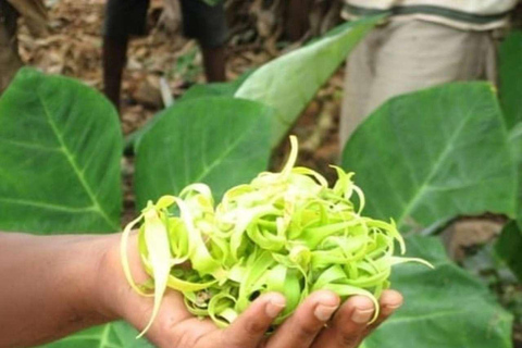 Spice Farm, Stone Town, Prison & Nakupenda+pick up+entry fee