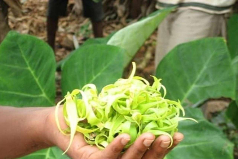Spice Farm, Stone Town, Prison & Nakupenda+pick up+entry fee