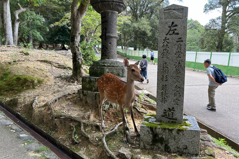 (T11)Tour privado con guía japonés en NaraTour privado con guía japonés en Nara