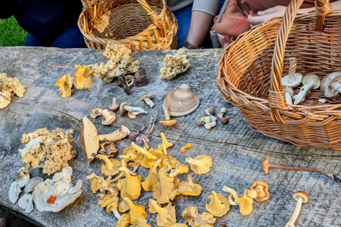 Leipzig: Mushroom Hike