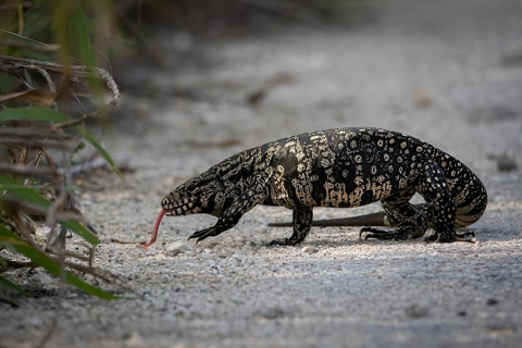 São Paulo & Atlantic Forest: Serra do Mar State Park Tour