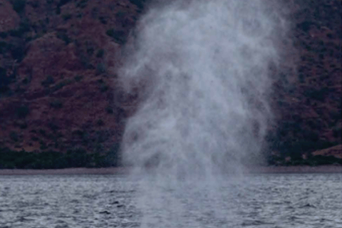 Loreto: Whale Watching Cruise with Transfers and Lunch