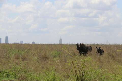 Safari por el Parque Nacional de Nairobi a primera hora de la mañana