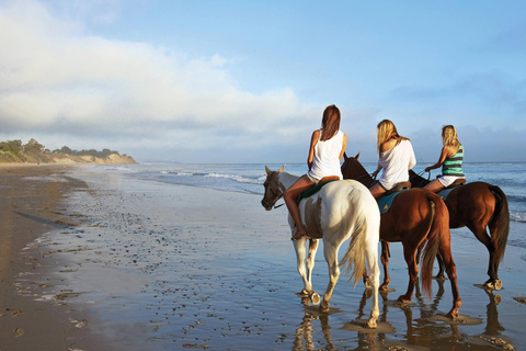 Antalya/Belek Beach & Forest Horse Riding Experience Antalya/Belek Beach Horse Riding Experience