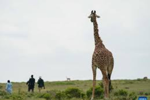 From Nairobi: 4-Day Naivasha and Masai Mara Luxury Safari