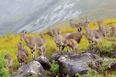 Munnar dag tur och retur utflykt Ex Kochi Täcker alla väsentliga saker