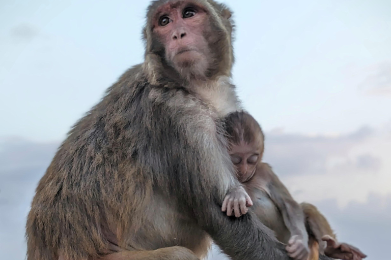 Thamel and Swayambhunath (Monkey Temple) Walking TourThamel &amp; Monkey Temple Small Group Tour