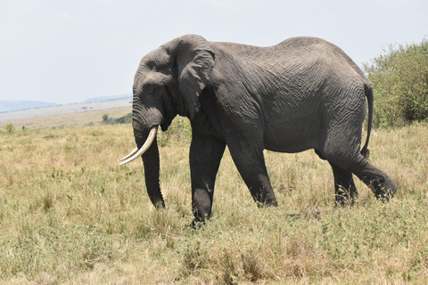 Safari budgétaire de groupe de 8 jours à travers le Kenya et la Tanzanie