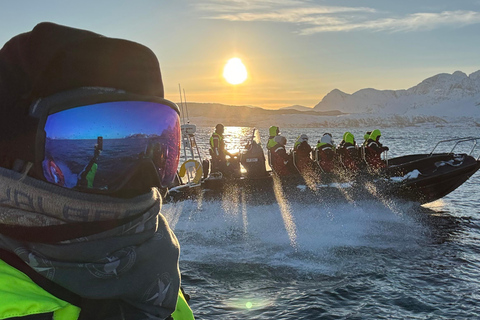 Vardø: Whales and Seabird RIB tour of Varanger