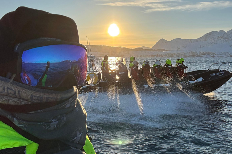 Vardø: Whales and Seabird RIB tour of Varanger