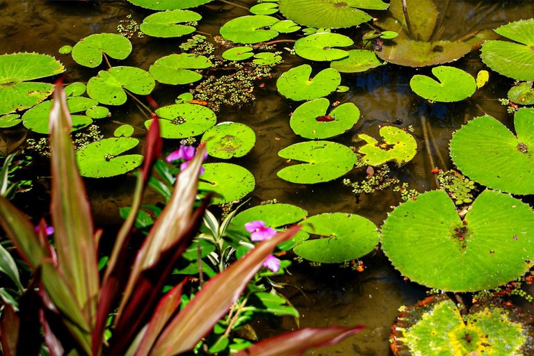 Rio de Janeiro: Botaniska trädgården och Tijuca Forest Jeep TourFrån Barra da Tijuca Hotels: Fransktalande