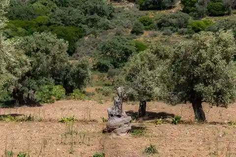 Walk among the olive trees (Small group experience)