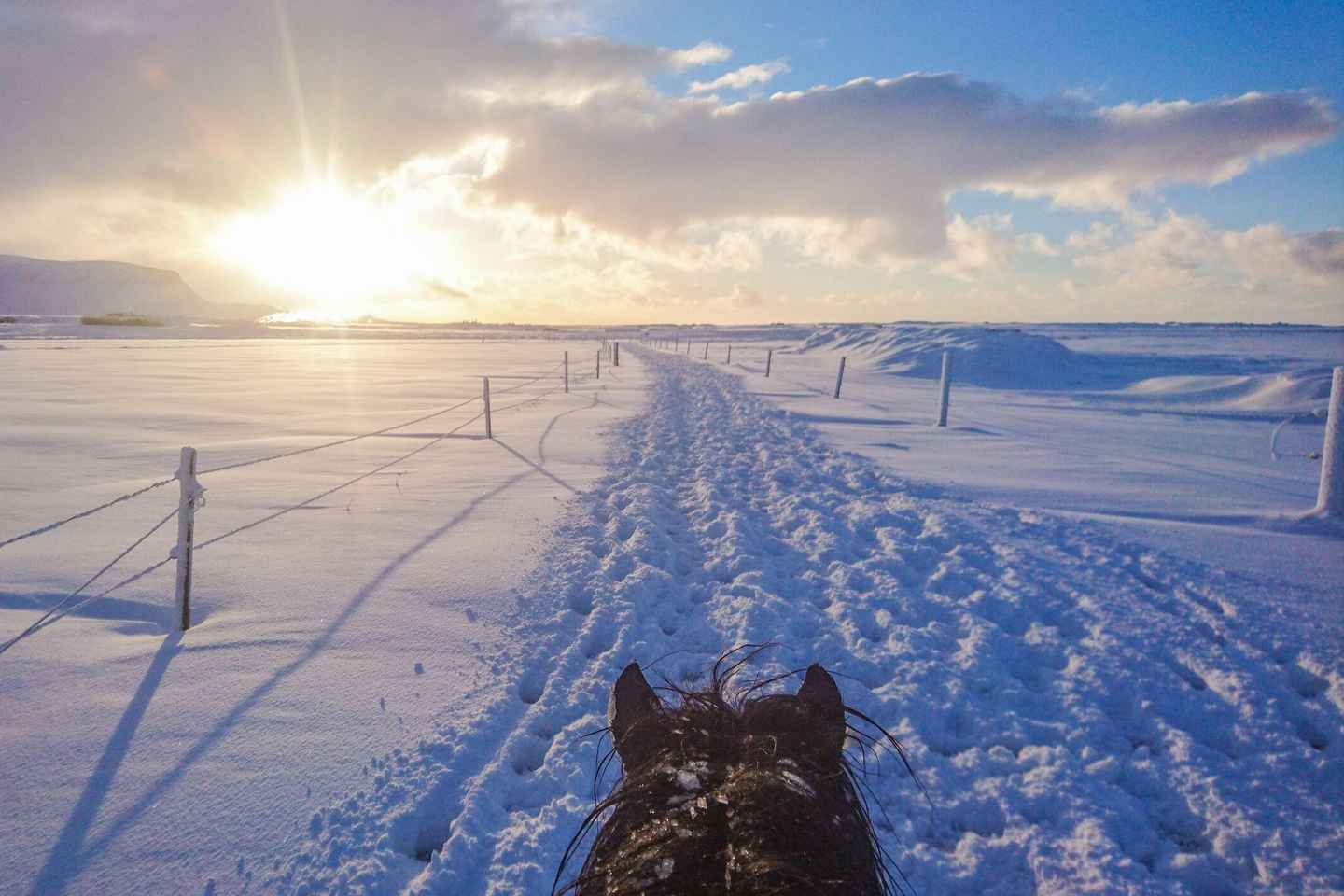 From Reykjavik: Full-Day Horse Riding & Golden Circle Tour