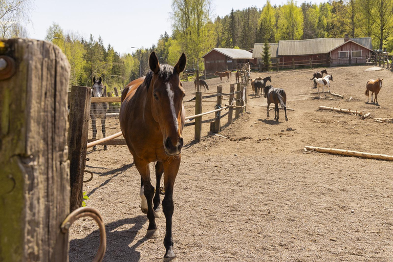 赫尔辛基：驯鹿公园与马厩私人游赫尔辛基：驯鹿公园与马厩私人导览游