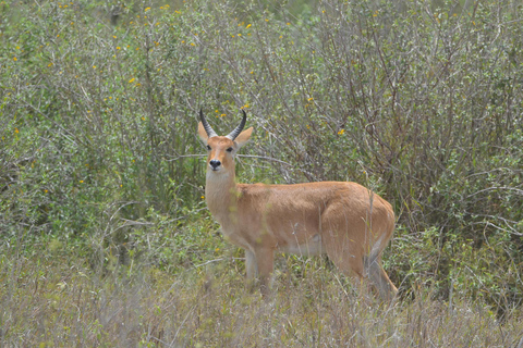 Arusha: Safari de 5 dias no Serengeti, Ngorongoro e Kilimanjaro