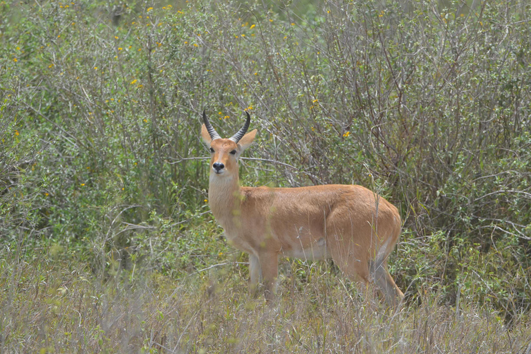 Arusha: 5-Day Serengeti, Ngorongoro, and Kilimanjaro Safari