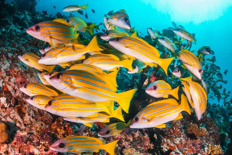 Schildpaddensnorkelen, heldere kajakken, kookles, paardrijden