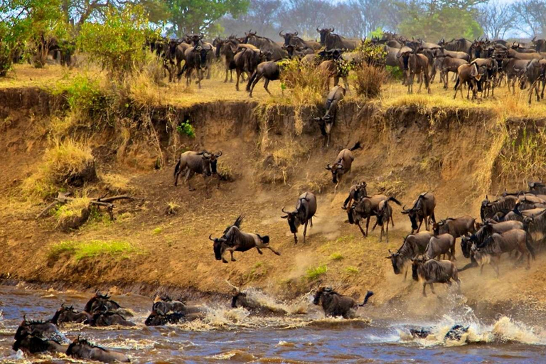 Arusha: Private 3-Day Serengeti Migration Trip