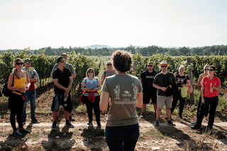 Balaton: Vineyard Tour & Wine Tasting