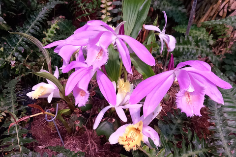 Tallinn TV tower and Botanic garden (a tour with a guide)