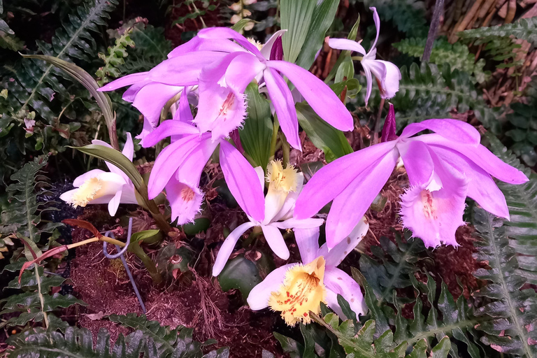Tallinn TV tower and Botanic garden (a tour with a guide)
