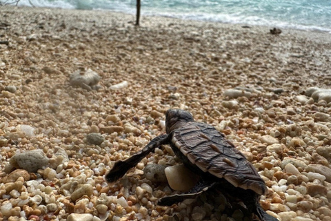 Santo: Tagestour zum Meeresschutzgebiet Dany Island mit Mittagessen