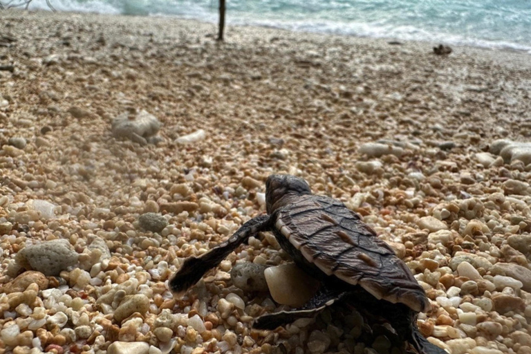 Santo: Tagestour zum Meeresschutzgebiet Dany Island mit Mittagessen