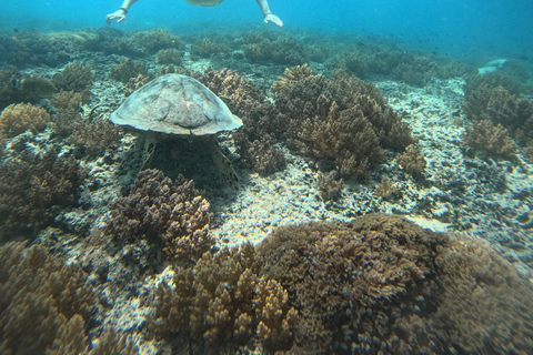 From Lombok Private Snorkeling 3 Gili All Inclusive