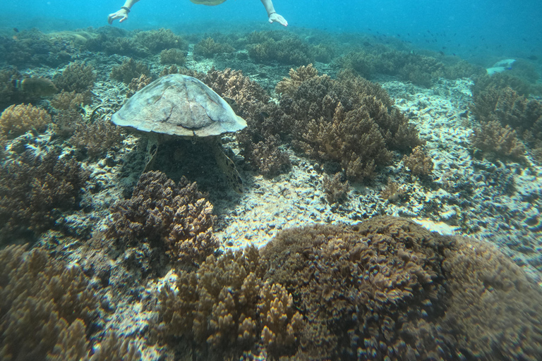 From Lombok Private Snorkeling 3 Gili All Inclusive