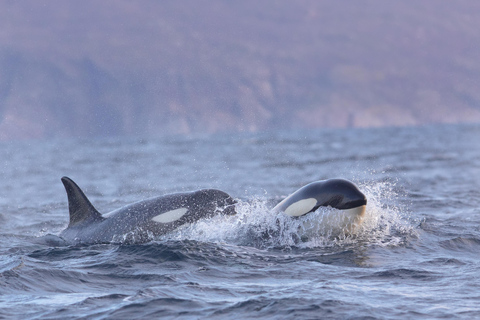 Skjervøy : Excursion en bateau chauffé pour l&#039;observation des orques et des baleines