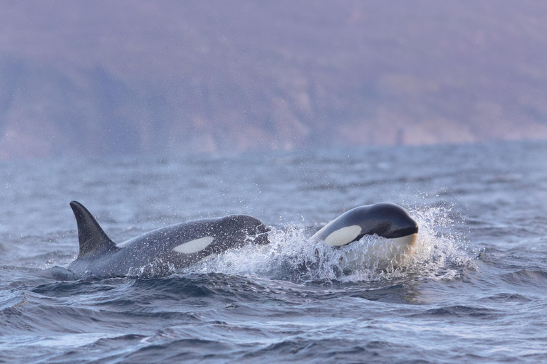 Skjervøy : Excursion en bateau chauffé pour l&#039;observation des orques et des baleines