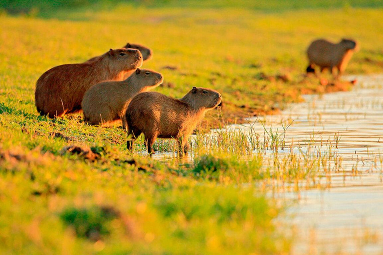 Från Cusco: 3-dagars tur till den peruanska Amazonas med sovbuss och lodge