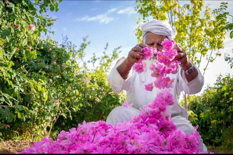 Muscat: Dagsutflykt till Nizwa Souq, Fort &amp; Jabel Akhdar + lunch