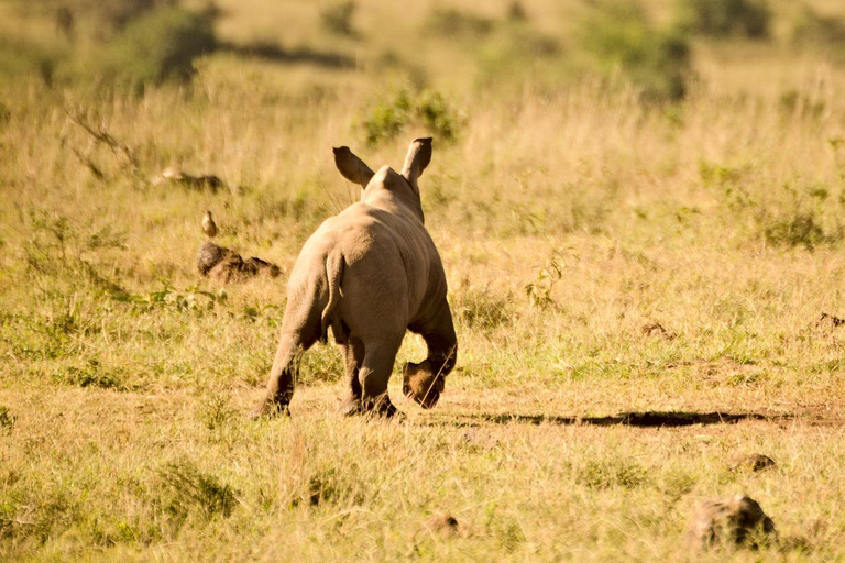 Half day Morning/afternoon tour to Nairobi National park