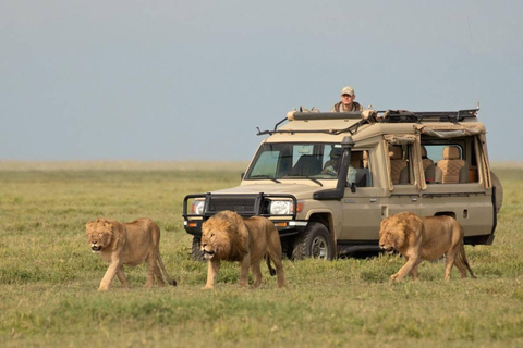 3-dniowe safari w Tanzanii w obiekcie klasy średniej3-dniowe safari w domku średniej klasy w Tanzanii