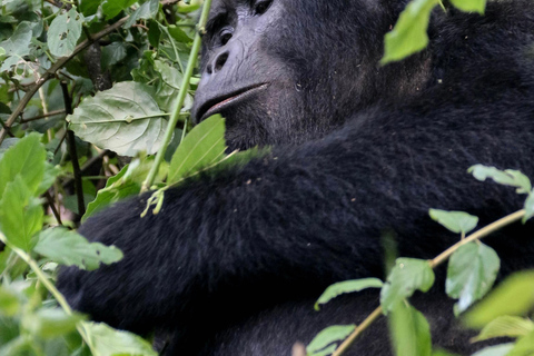 From Kampala/Entebbe: 3-Day Bwindi Gorilla Trekking Safari