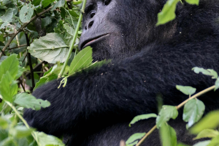 From Kampala/Entebbe: 3-Day Bwindi Gorilla Trekking Safari