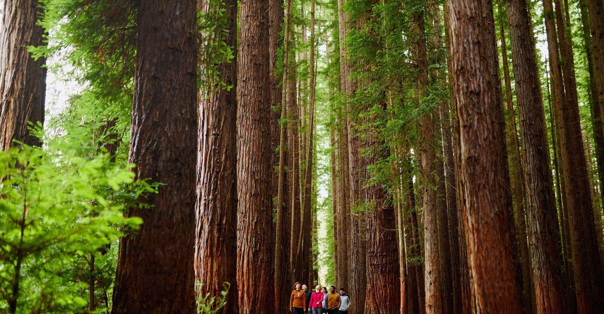 Fruit Picking & Nature Tour Yarra Valley & Warburton, Warburton, Australia