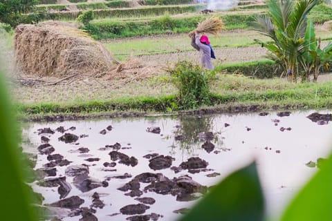 Bali: Sidemen Village Guided Trek with Local Guide