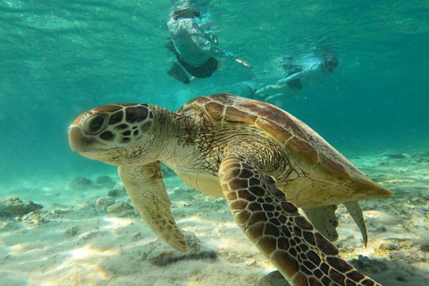 Private Gili Snorkeling Tour: Turtles, Reefs + GoPro & Drone 4 Hour Morning Trip + GoPro & Drone