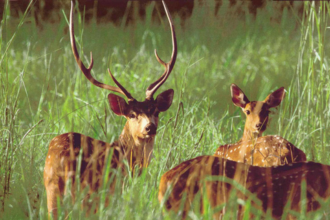 2 nuits et 3 jours de safari dans la jungle de Chitwan