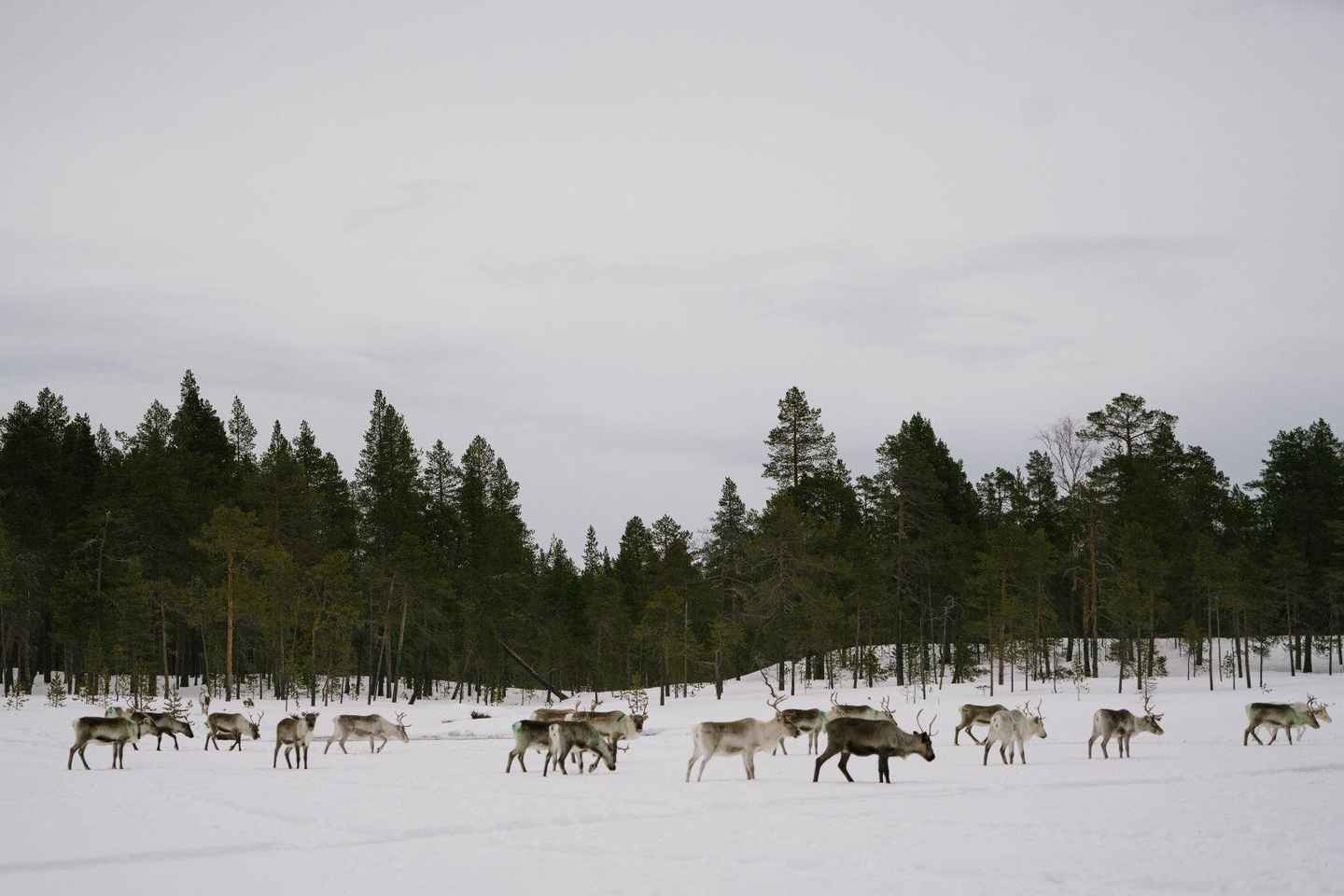 A day with reindeer herders in the wilderness