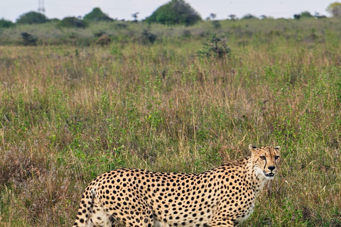 Nairobi: National Park Photography Expedition with Guide