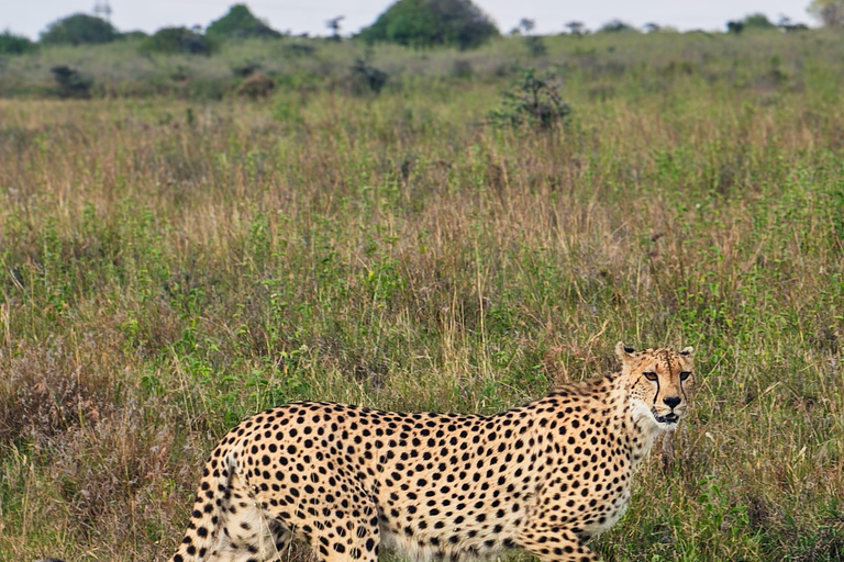 Nairobi: National Park Photography Expedition with Guide