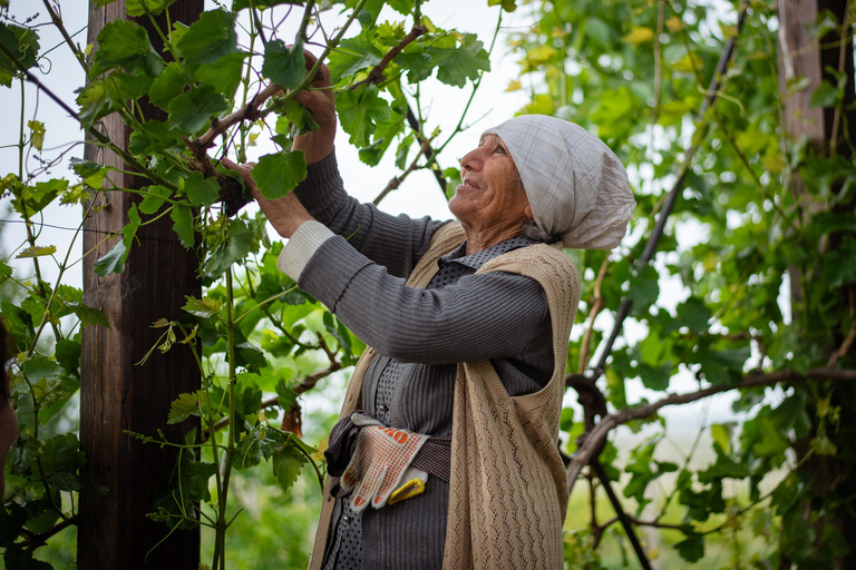 Yerevan: Wine Tasting and Vineyard Lunch at Voskeni Winery